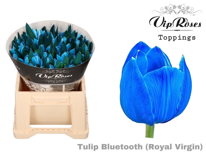 <h4>TU EN RV Paint BLUETOOTH</h4>