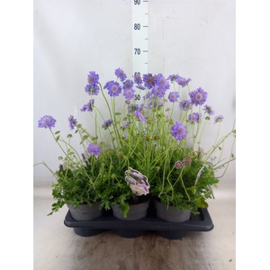 Scabiosa columb. 'Butterfly Blue'