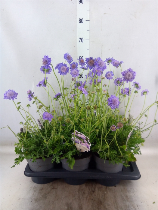 <h4>Scabiosa columb. 'Butterfly Blue'</h4>