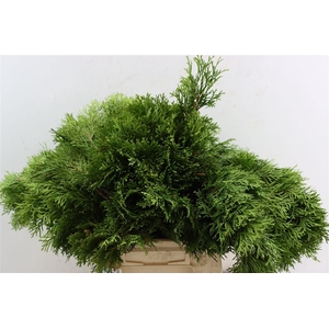 Chamaecyparis Obtusa Coralliformis