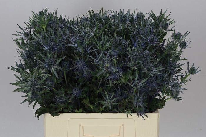 <h4>Eryngium Blue Angel</h4>