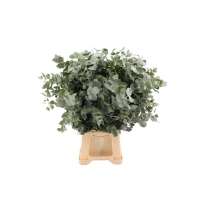 Euca Cinerea 300 Gram Excellenza South Africa