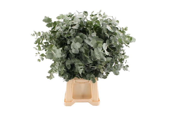 <h4>Euca Cinerea 200 Gram X20</h4>