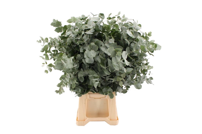 Euca Cinerea 300 Gram