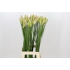 Nerine Bicolor Bionce
