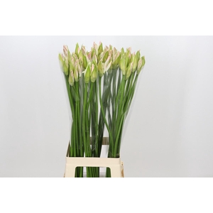Nerine Bicolor Bionce