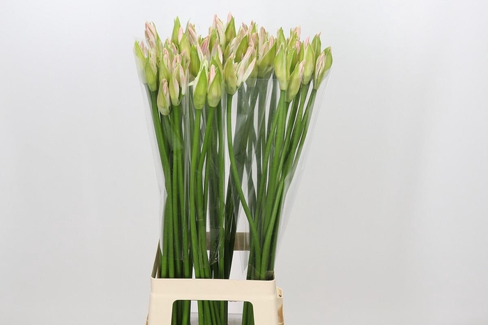 <h4>Nerine Bicolor Bionce</h4>