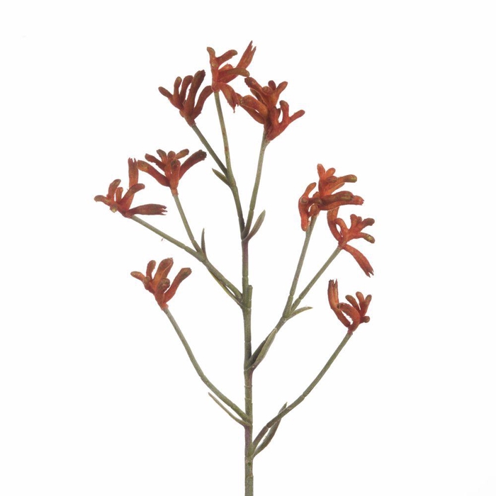 <h4>AF Anigozanthos L71cm Orange</h4>