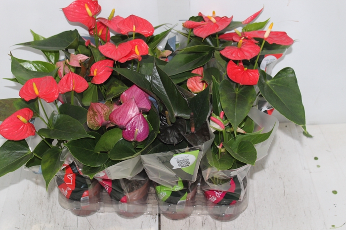 <h4>ANTHURIUM VARIADO P09</h4>