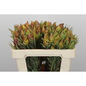 Kaaps Groen Plumosum Rubrum