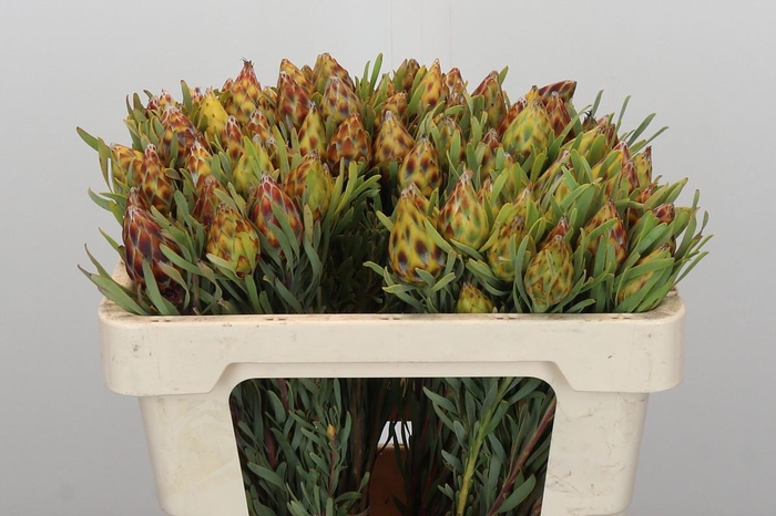 Kaaps Groen Plumosum Rubrum