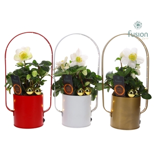 Led planter zink boog kerst met Helleborus