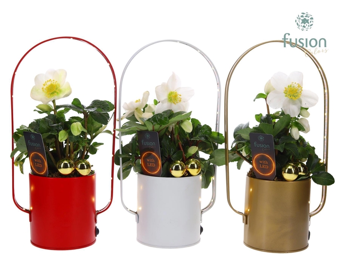 <h4>Led planter zink boog kerst met Helleborus</h4>