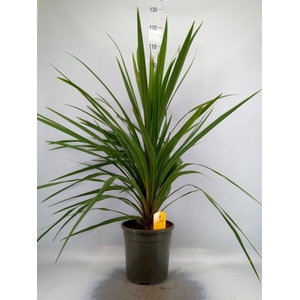 Cordyline indivisa 'Peko'