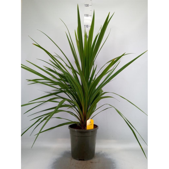<h4>Cordyline indivisa 'Peko'</h4>