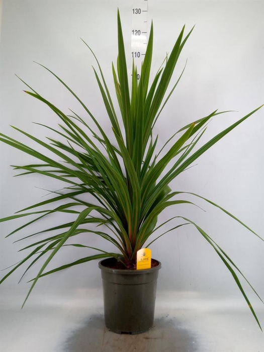 Cordyline indivisa 'Peko'