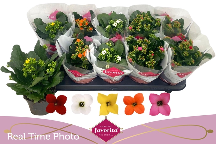 <h4>KAL EN GEM 5 KL</h4>