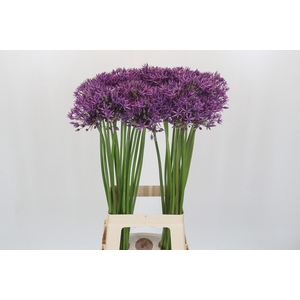 Allium Jackpot