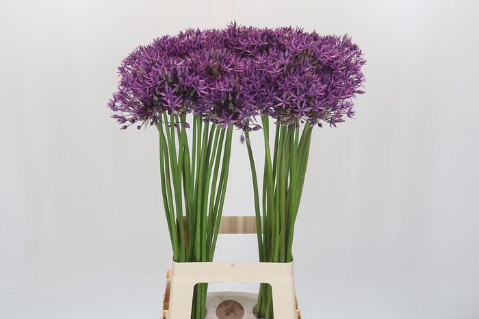 Allium Jackpot