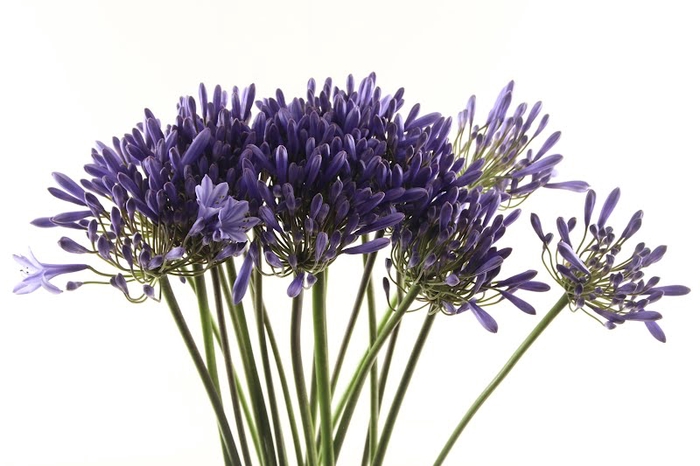 <h4>Agapanthus Dr Brouwer</h4>