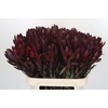Leucadendron Saf Sunset Dark R.