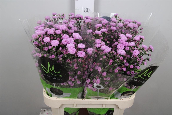 <h4>Ast Double Da Pink</h4>