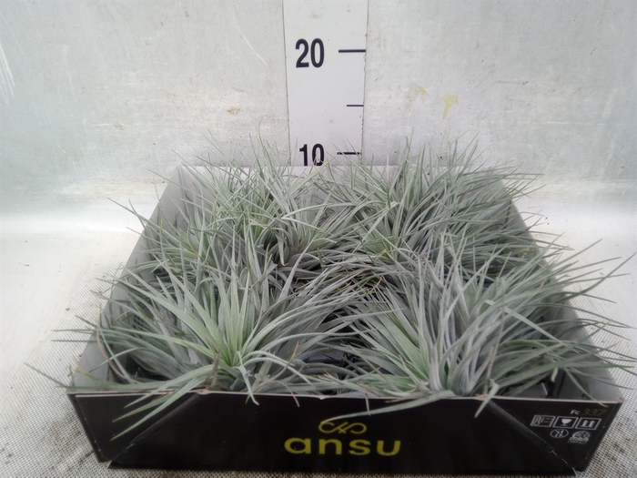 Tillandsia