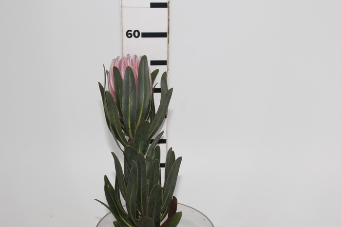 <h4>PROTEA PINK ICE</h4>