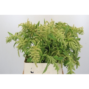 Amaranthus caudatus 'Viridis'