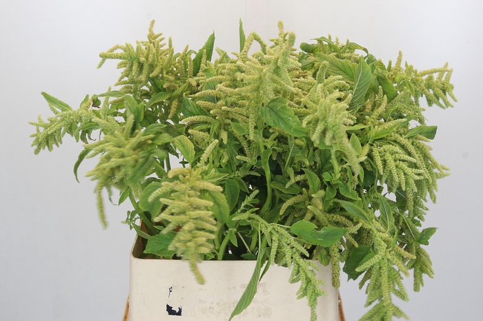 <h4>Amaranthus caudatus 'Viridis'</h4>
