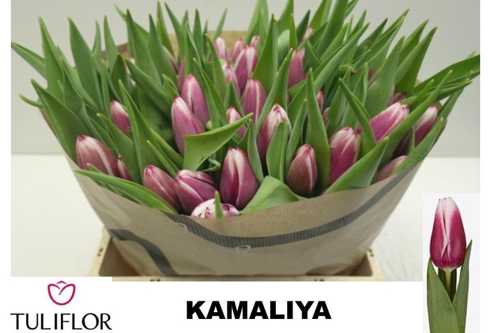 <h4>TU EN KAMALIYA</h4>