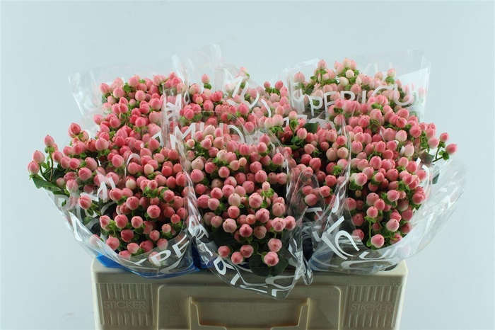 <h4>Hyp Coco Casino Pink</h4>