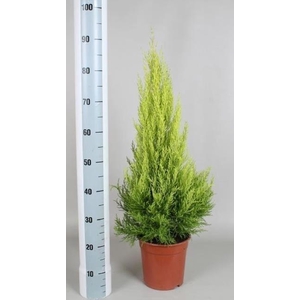Cupressus macr. Goldcrest Wilma