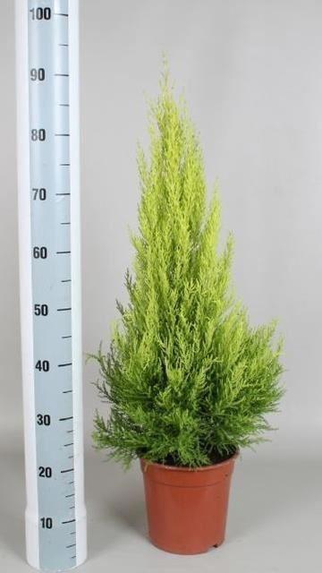 <h4>Cupressus macr. Goldcrest Wilma</h4>