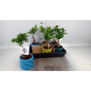 Ficus microcarpa 'Ginseng'