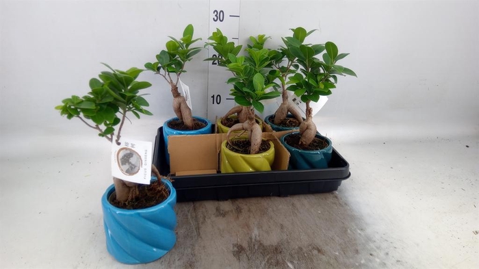 <h4>Ficus microcarpa 'Ginseng'</h4>