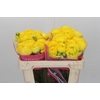 Ranunculus Romance Kitila