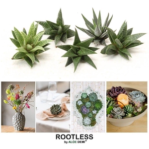 ROOTLESS Gasteria Aloe mix 6-8 cm, solo