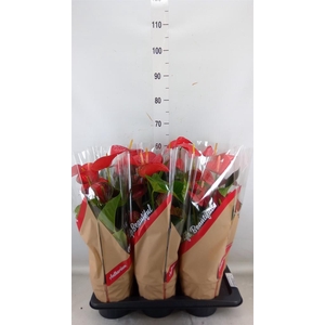 Anthurium andr. 'Red Bull'