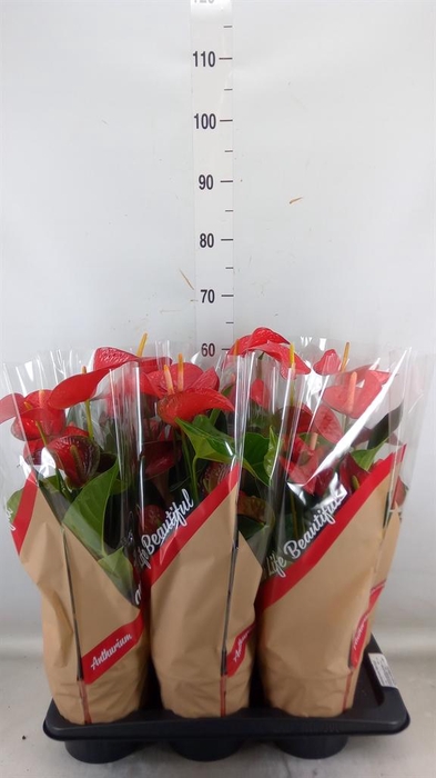 <h4>Anthurium andr. 'Red Bull'</h4>