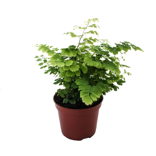 <h4>Adiantum Raddianum 'Fritz-Luthi'</h4>