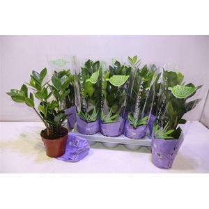 Zamio Zamiifolia