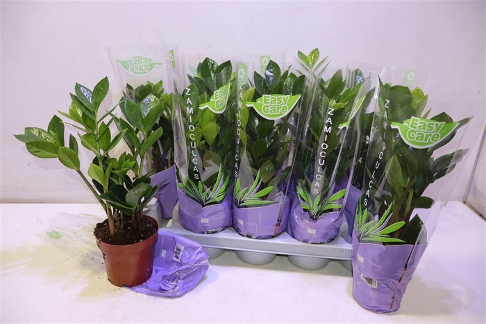 <h4>Zamio Zamiifolia</h4>