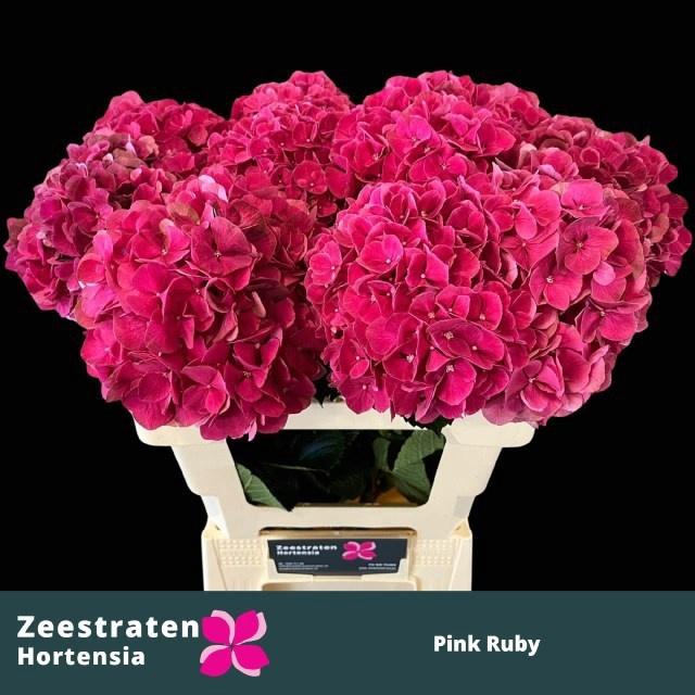 <h4>HYDR M MAG PINK RUBY</h4>