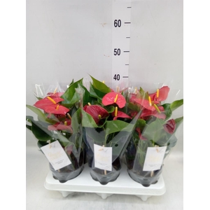 Anthurium andr. 'Esudo'