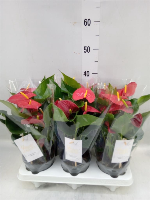 <h4>Anthurium andr. 'Esudo'</h4>