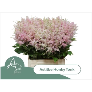 ASTIL AR HONKY TONK