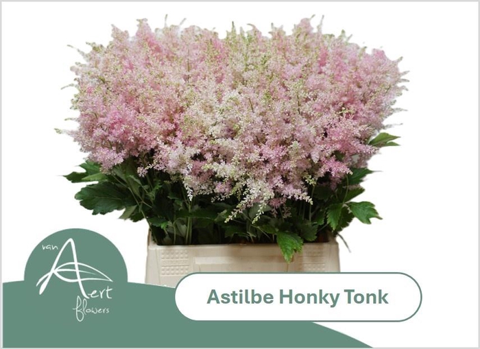 <h4>ASTIL AR HONKY TONK</h4>