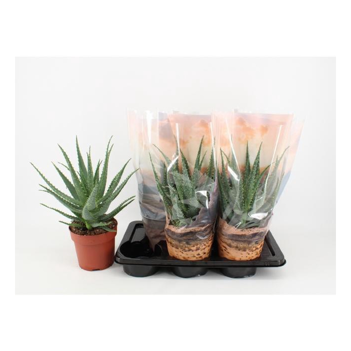 <h4>ALOE ARBORESCENS</h4>