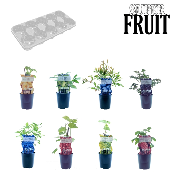 <h4>Mix Tray Superfruit</h4>